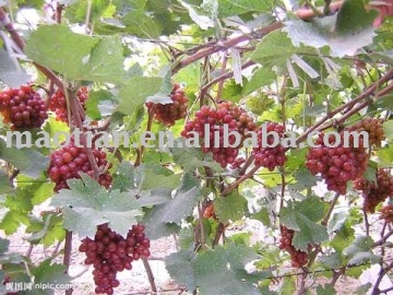 Hongti Grapes