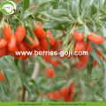 Approvisionnement d&#39;usine séché fruits sains Goji Berry