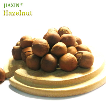 Jiaxin Roasted Hazelnut in Shell Wholesale Organic Filbert