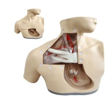 DARHMMY Advanced PVC Manikin for Central Venous Catheterization in Parenteral Nutrition Nursing