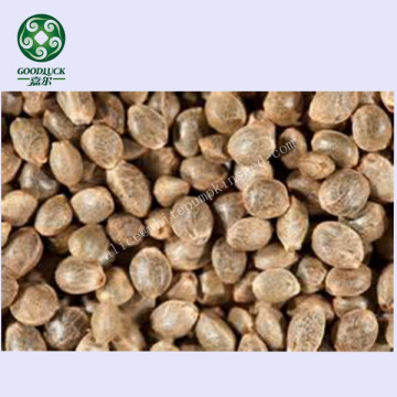 Wholesale Hemp Seeds Raw