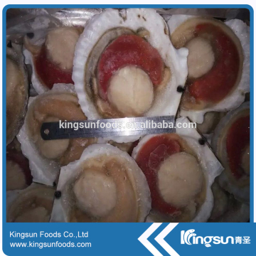 Discounted Price Professional Frozen Sea Scallop with Roe