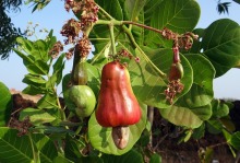 High Capacity Cashew Nut Kernel Without Shelling