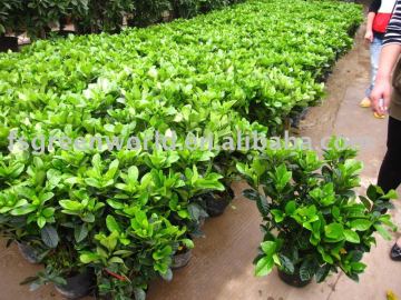 Gardenia jasminoides bush