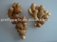 Chinese Fresh Ginger
