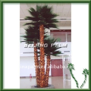 Washingtonia palm,indoor palm, decorative palm