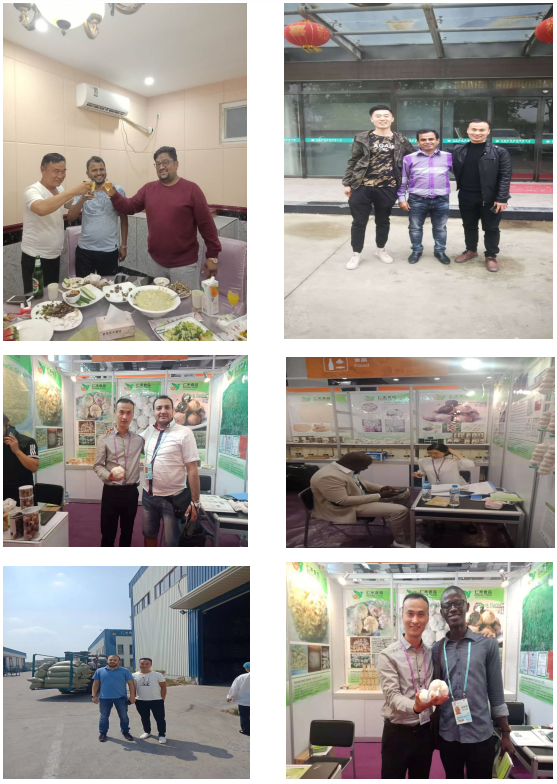 China pure white garlic factory sale, new crop fresh garlic export 2021