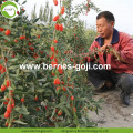 Factory Supply Fruits Premium Distributör Goji Berry