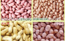 Chinese Groundnut Kernels 2013new crops