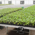 Movable Seed Bed Bench For Seedling Space-Saving