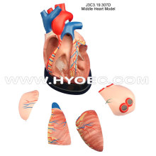 Middle Heart Model-J3C3.19.307D