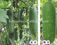 Hybrid small wax gourd seeds winter melon seed for Growing-HHT - Lucky