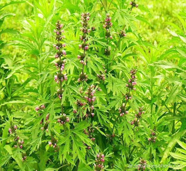 جودة Motherwort الفاكهة الطبيعية