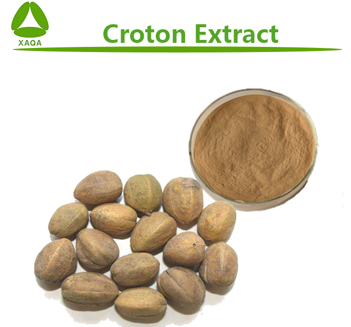 Croton-Extrakt. Croton Extract