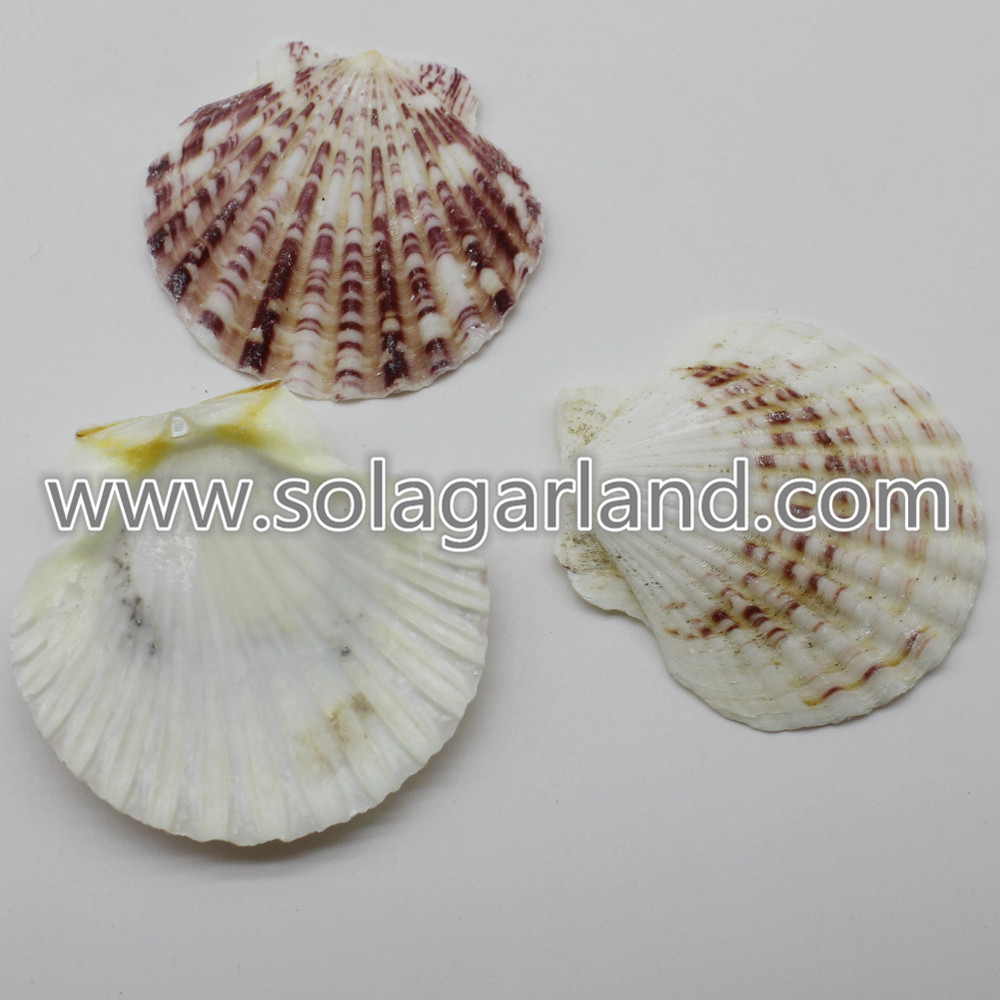 12-15 مللي متر الطبيعية Cowrie Sea Shell Beads Jewellery Craft