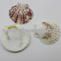 Perles de coquille de mer percées 36-45MM Perles de palourdes vénus rayées