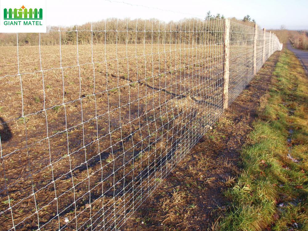 Glavanized PVC Coated Field Fence Deer Farm Fence