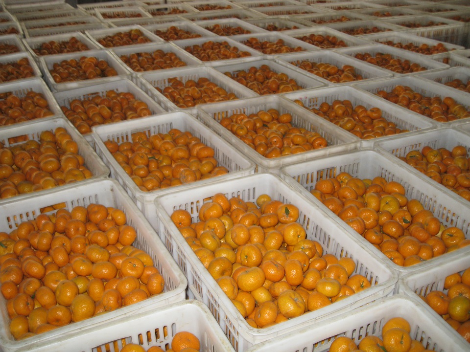 Nanfeng Fresh Baby mandarin