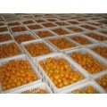 Nanfeng Fresh Baby Mandarine