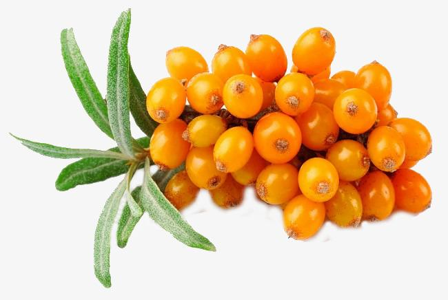 Sea Buckthorn