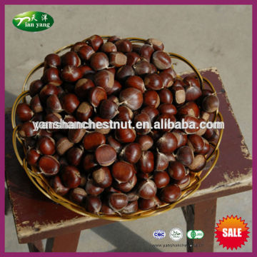 Sweet Organic Fresh Chestnuts