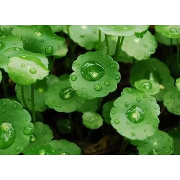 Extrait de Natuarl Centella Asiatica