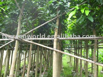 Mangifera indica outdoor fruit trees