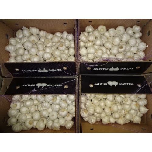 Good Quality Pure White Garlic 2020