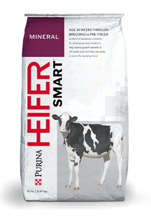 Dairy Cow Feeds Flat Bottom