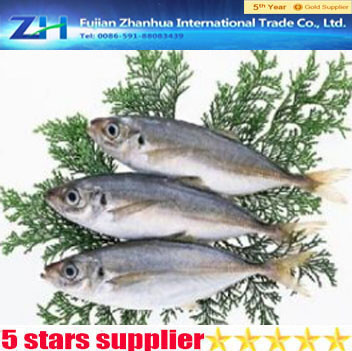 New arrive frozen food rozen fish horse mackerel !frozen horse mackerel