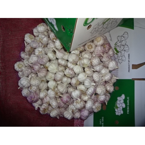 2019 Fresh Normal White Garlic Best Quality