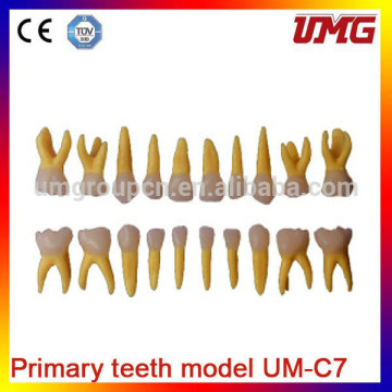 Educational training equipment Primary teeth model