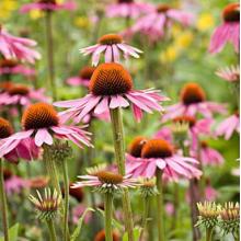 Echinacea Purpurea P.E Benifit(Extract of PURPLE CONEFLOWER)