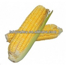 High Yield Hybrid F1 Organic Field Corn Seeds For Sale