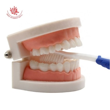 High Quality Preschool Dental Model - Life Size Plastic Teaching Resources for Kids
