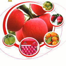selected quality fuji apple
