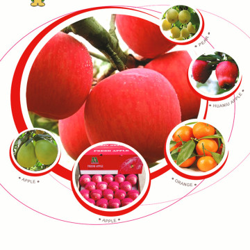 selected quality fuji apple