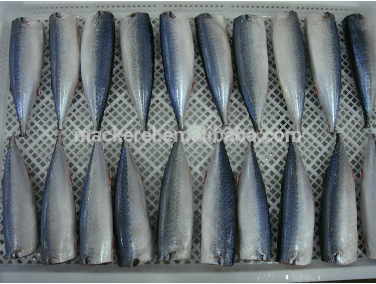عالية الجودة المأكولات البحرية هندي الحصان المجمدة الماكريل الأسماك HGT