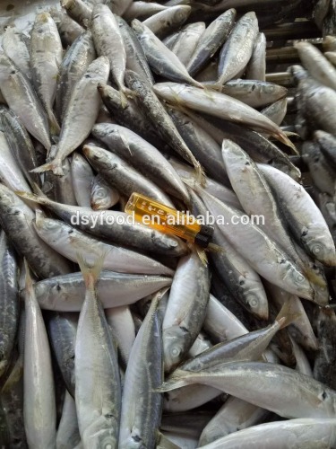 frozen small eye horse mackerel 8-10 pcs per kg