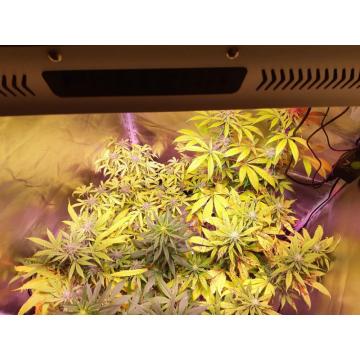 La mejor luz LED de cultivo interior de 2019