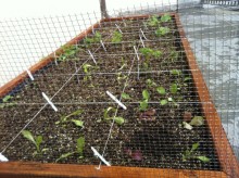 vegetable support net