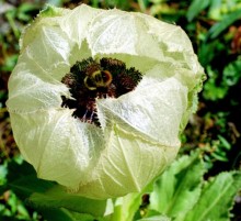 Herba Saussureae Involucratae xuelianhua Snow Lotus flower