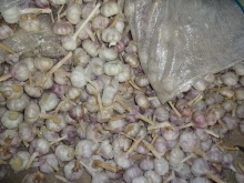 Export Standard Normal White Garlic Price