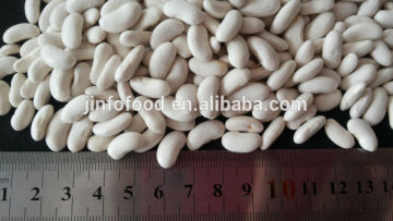 New Crop Medium White Kidney Beans