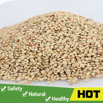 China delicious healthy green split lentils
