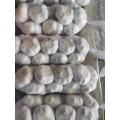 EU Standard Quality dehydrated garlic with 2022 crop