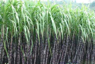 Aptitude Herbicide Is An Early