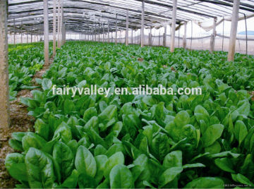 Chinese High Yield Green Tender Spinach Seeds For Growing