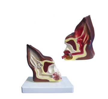 3D Animated Dog Ear Model