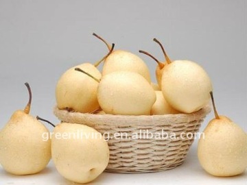 Chinese Snow Pear